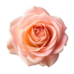 Photo of a rose with on a white background