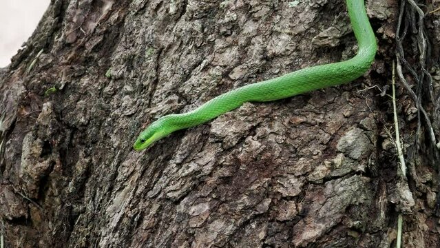 Beautiful bright green color  Viper snake wrapped around a tree branch in a forest.