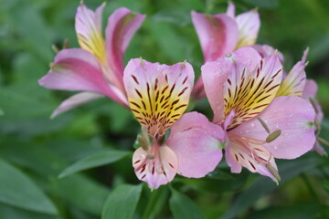 close up of pink flower