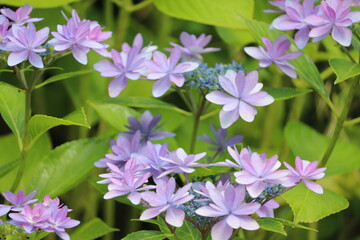 Obraz premium 紫陽花 6月 紫色 花