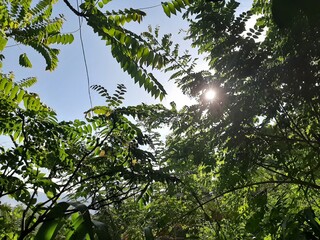 Sun shining through the branches