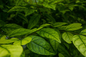 Close up fresh green tropical leaves 