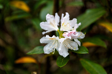 Obraz premium Petal of blooming plant and leaves