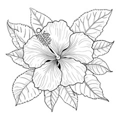 Hand drawing and sketch with Hibiscus flower. Black and white line art illustration.