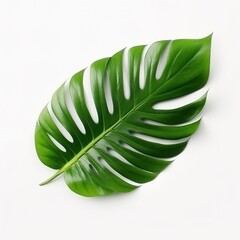 Tropical nature green palm leaf on white background