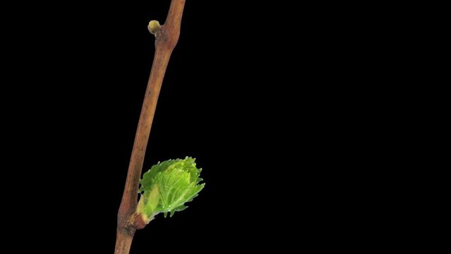 Time lapse of growing grapevine branch in RGB + ALPHA matte format isolated on black background