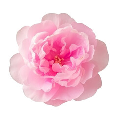 pink flower isolated on transparent background cutout
