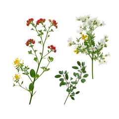 red and white flowers isolated on transparent background cutout