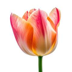 tulip isolated on transparent background cutout