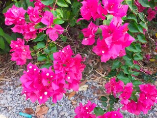 bougainvillea2