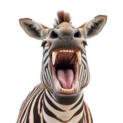 head of zebra isolated on transparent background cutout