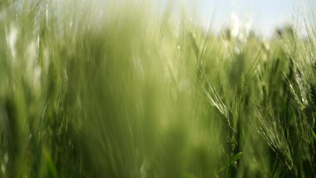 Wheat green field agriculture. The wind sways ears of barley wheat in the field, waves of crops at sunset. Agricultural business