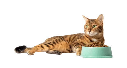 Fototapeten A cat on a transparent background eats food from a bowl © Svetlana Rey