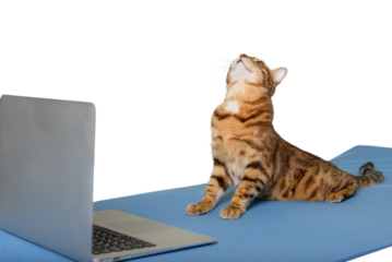 A domestic cat is doing yoga on a mat near a laptop.