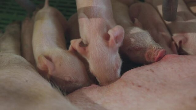 Sow feeds small piglets, piglets drink sow's milk, pig feeds children, pig farm