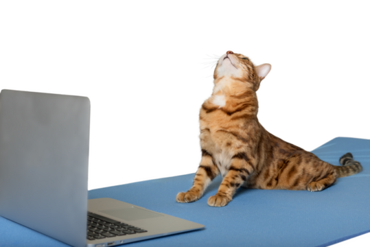 A domestic cat is doing yoga on a mat near a laptop.