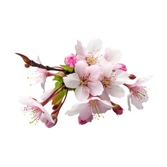 cherry blossom isolated on transparent background cutout