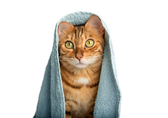 Bengal cat wrapped in a blue towel on a transparent background.