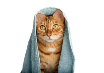 Bengal cat wrapped in a blue towel on a transparent background.