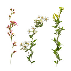 twig flowers isolated on transparent background cutout