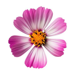 pink flower isolated on transparent background cutout