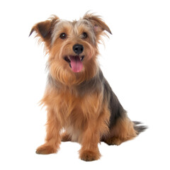 yorkshire terrier puppy isolated on transparent background cutout