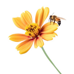 Fototapeta premium bee on flower isolated on transparent background cutout