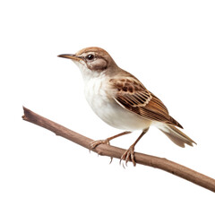 sparrow on a branch isolated on transparent background cutout