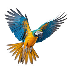 blue winged macaw isolated on transparent background cutout - obrazy, fototapety, plakaty