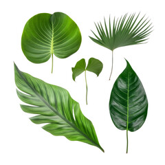 set of green leaves isolated on transparent background cutout