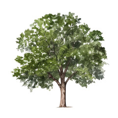 Obraz premium tree watercolor isolated on transparent background cutout