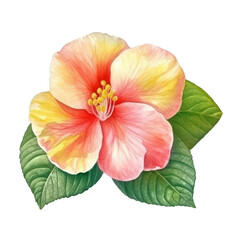 hibiscus flower watercolor isolated on transparent background cutout