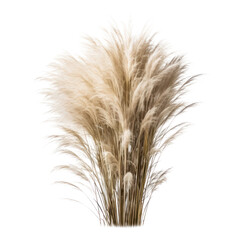 Fototapeta premium ears of wheat isolated on transparent background cutout