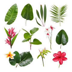 set of leaves isolated on transparent background cutout