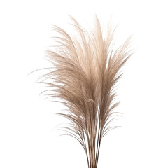 wheat isolated on transparent background cutout