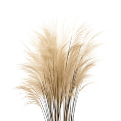 ears of wheat isolated on transparent background cutout