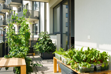 Urban balcony garden with chard, kangkung and other easy to grow vegetables