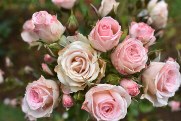 pink roses bouquet with summer