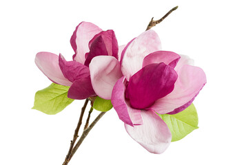 Purple magnolia flower, Magnolia felix isolated on white background, with clipping path 