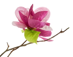 Foto auf Acrylglas Antireflex Purple magnolia flower, Magnolia felix isolated on white background, with clipping path  © Dewins