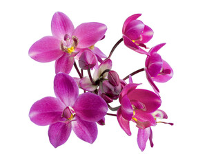 Fototapeta na wymiar Purple orchid, Philippine ground orchid, Tropical flowers isolated on white background, with clipping path