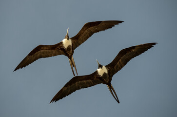 Female Magnificent Frigatebird (Fregata magnificens)