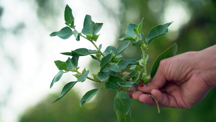 Immunity booster plant, Withania somnifera, known commonly as ashwagandha Its roots and orange-red...