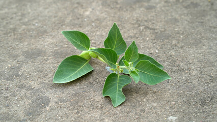 Immunity booster plant, Withania somnifera, known commonly as ashwagandha Its roots and orange-red fruit have been used for hundreds of years for medicinal purposes