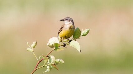 bird on a flower