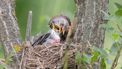 Naklejka na ściany i meble bird in the nest