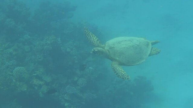 hovering sea turtle in the red sea of egypt