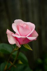 Beautiful pink roses in the garden. Nature, summer, abstract floral background concept.