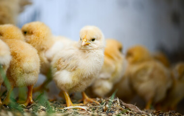 yellow baby chicken macro shot