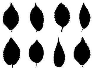 Set of Elm Leaf Silhouette